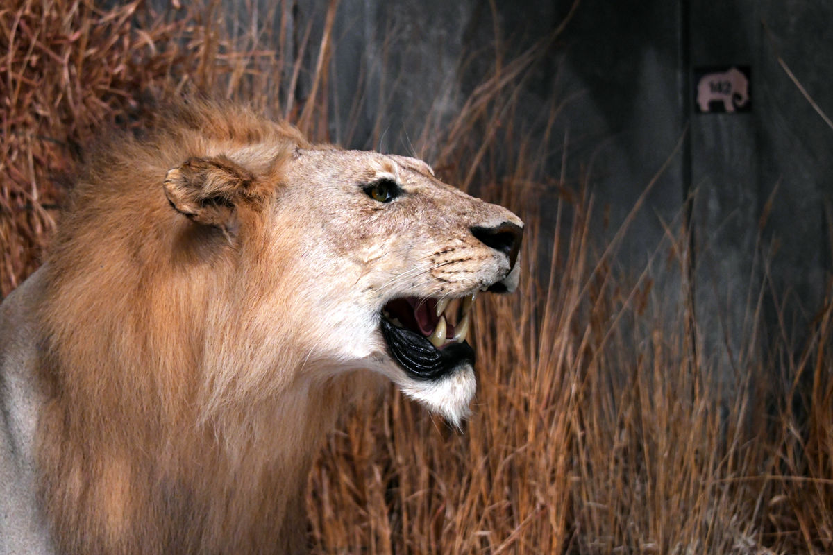 164 The African Lion at the wildlife museum in Neligh..JPG